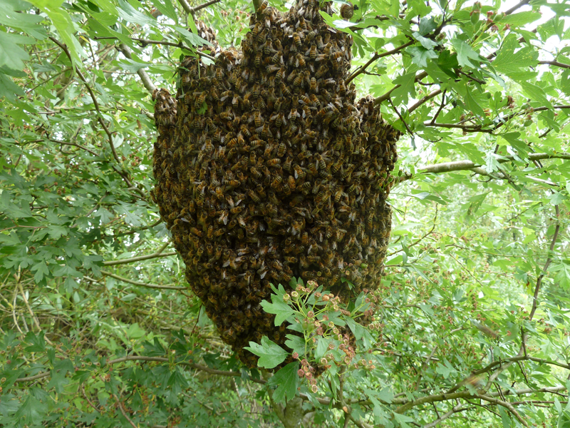 Un essaim d'abeilles, photo untoitpourlesabeilles.fr